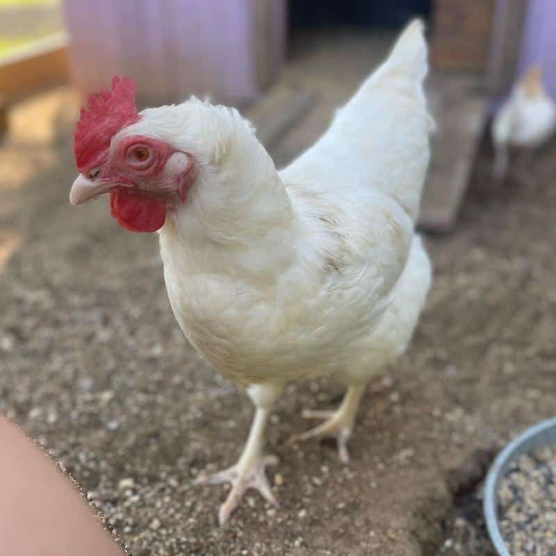 Albino Chickens