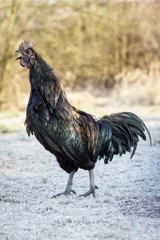 Ayam Cemani