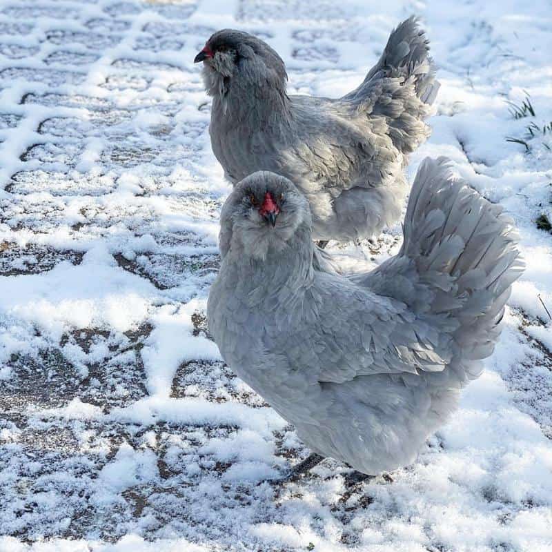 Blue Ameraucana Chicken