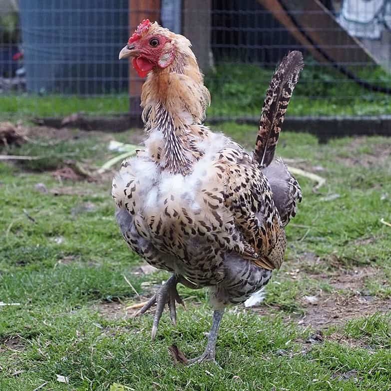 Chicken Annual Molt