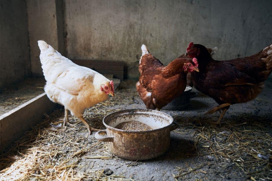 Chicken Coop Minimal Bedding