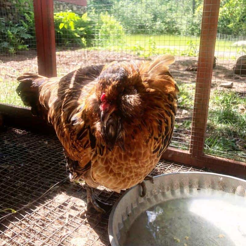 Chicken Have Water Belly