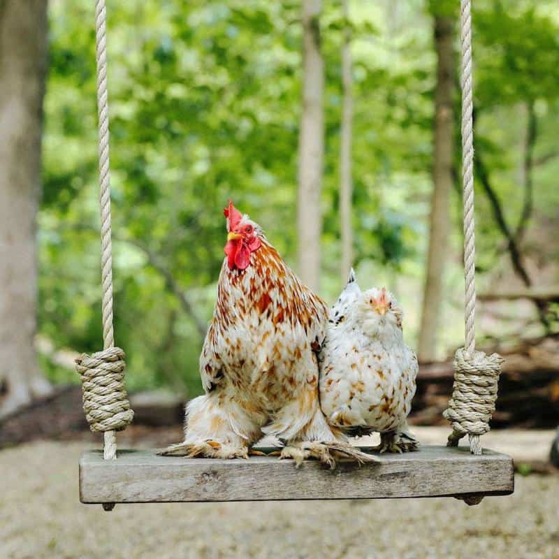 Chicken Swing