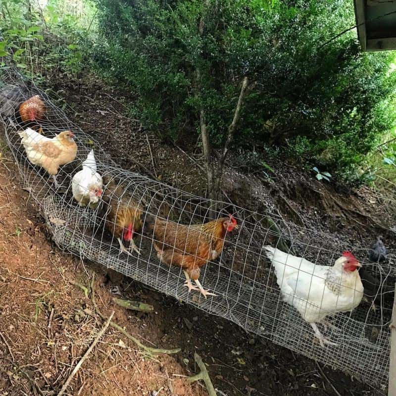 Chicken Tunnel