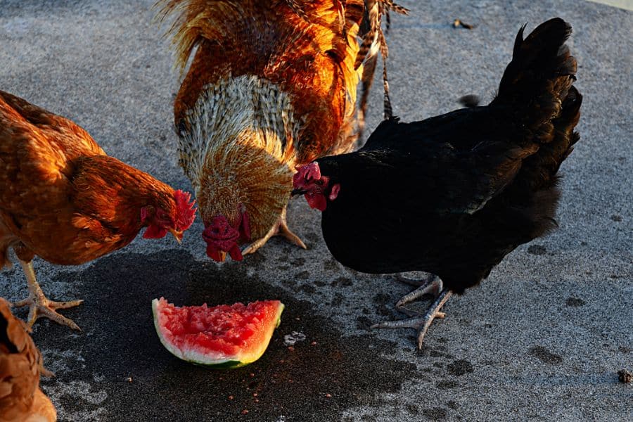 Chickens Eating Watermelon