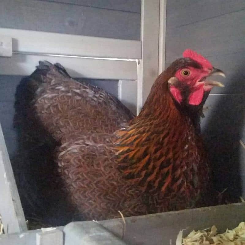 Chickens Squawk After Laying an Egg