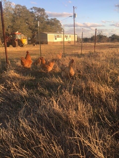 Chicks for Cheep