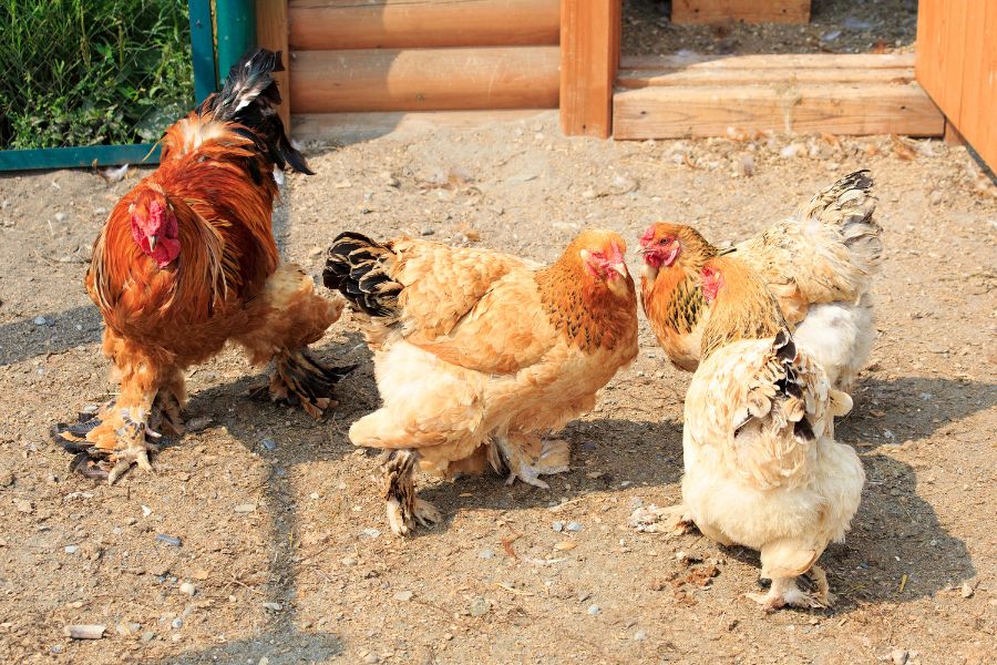 Cochin Chickens