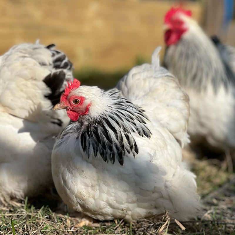 Columbian color chicken