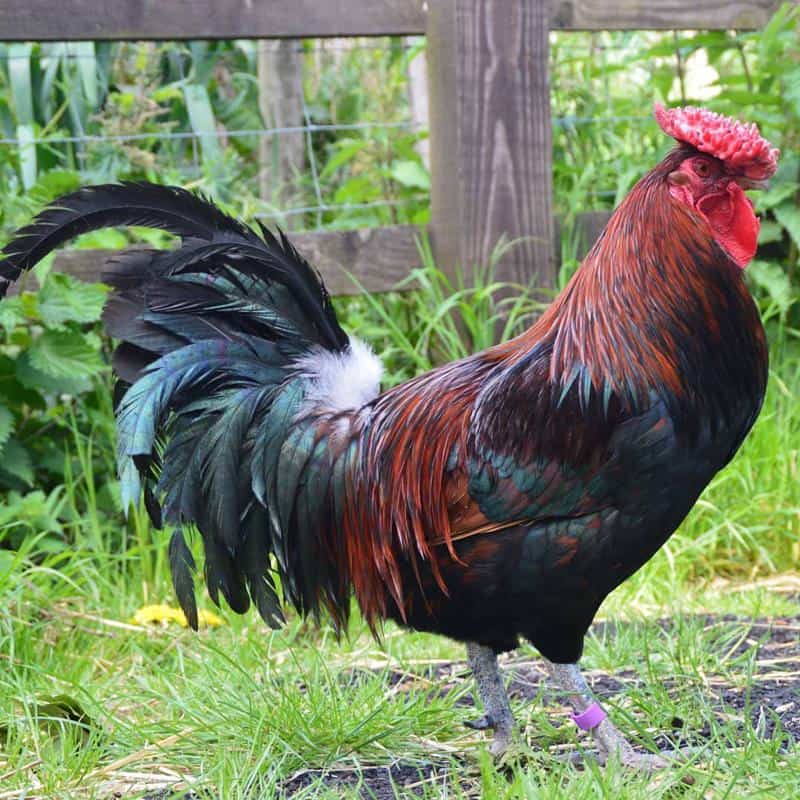 Derbyshire Redcaps