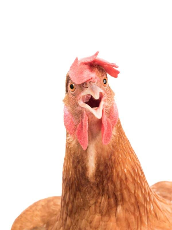 Do Chickens Have Teeth