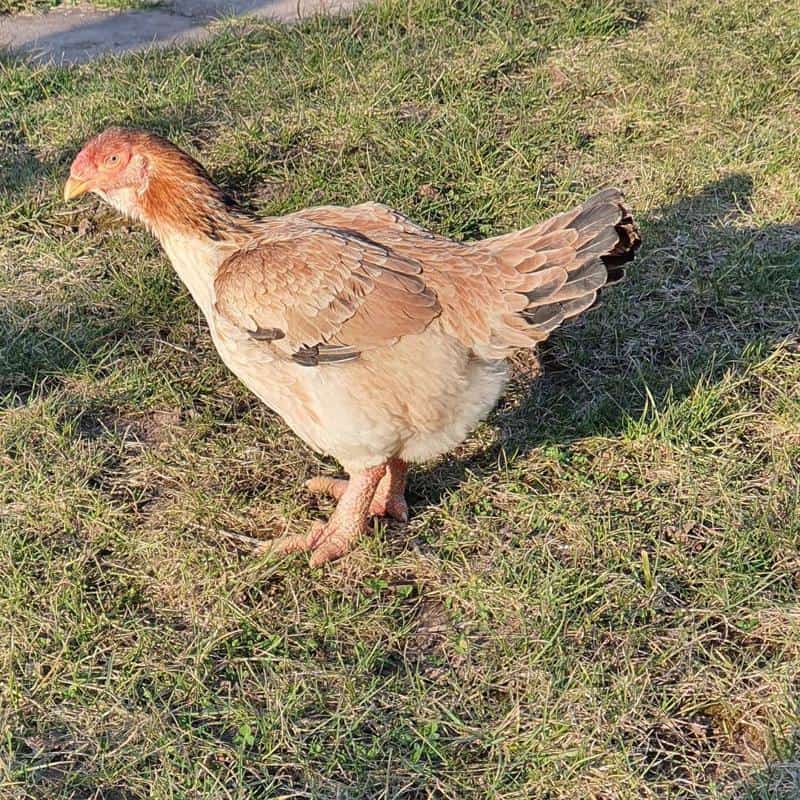 Dong Tao Hen