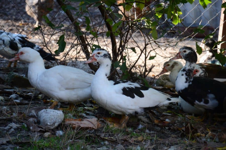 Duck in The Yard