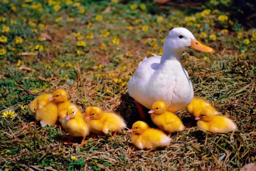 Duck with Ducklings