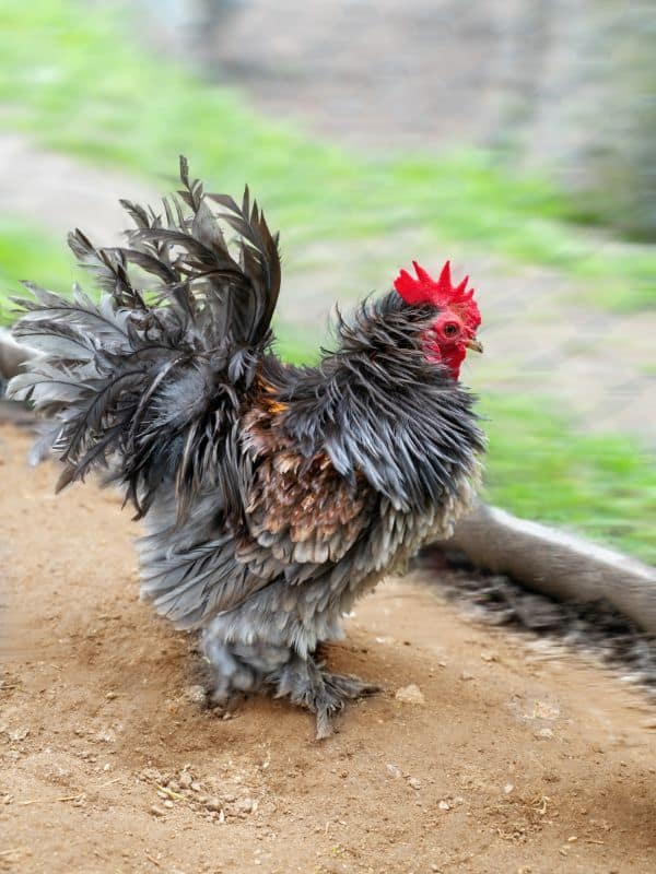 Frizzle Chicken