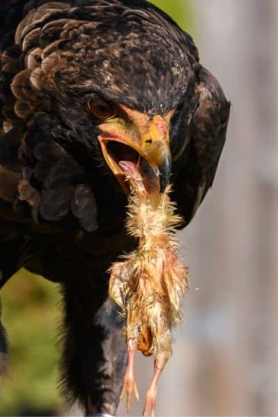 Hawk eating a small chicken