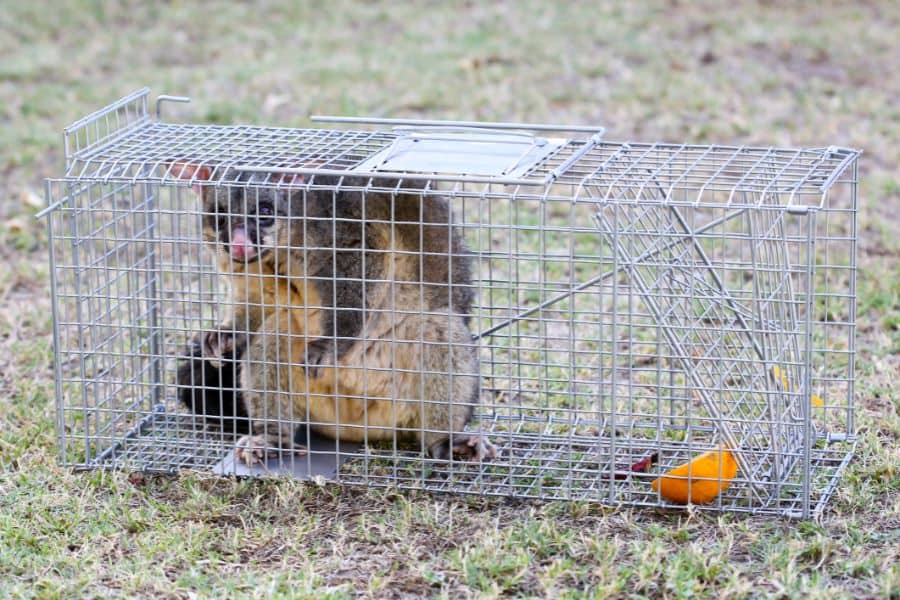 How Do I Keep Possums Away from My Chickens