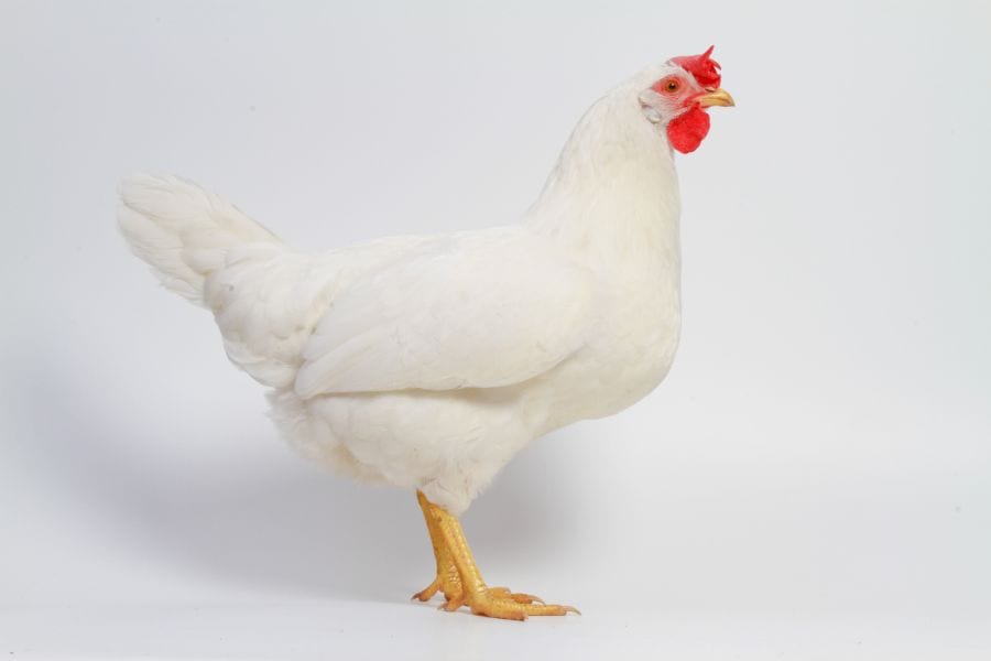 Leghorn Chicken