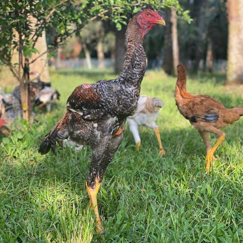 Malay Chicken Breed