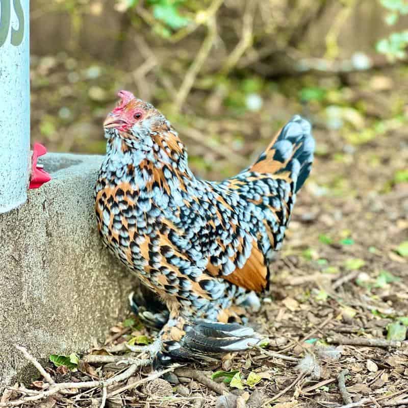 Mille Fleur chicken