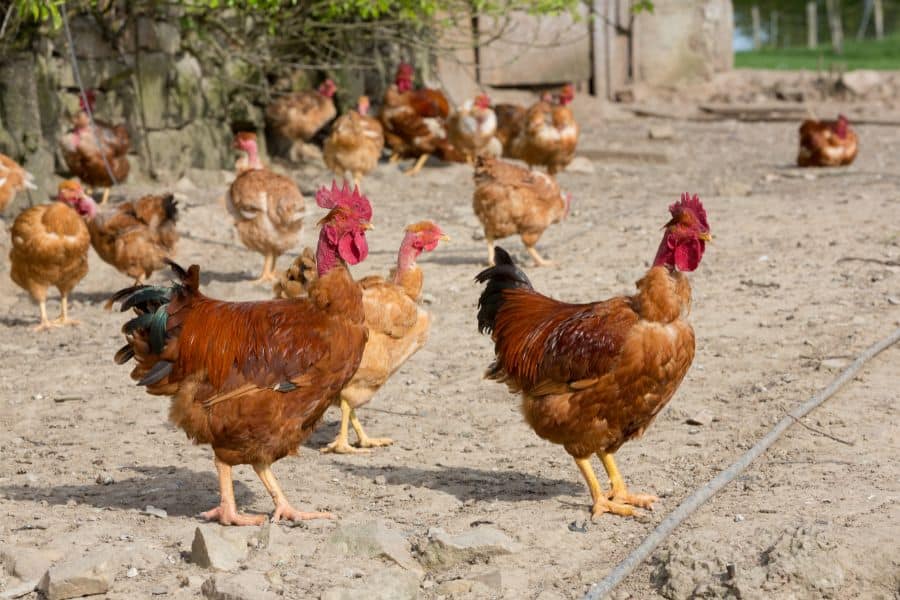 Naked Neck Chickens