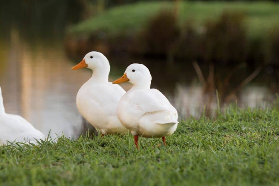 Pekin Ducks