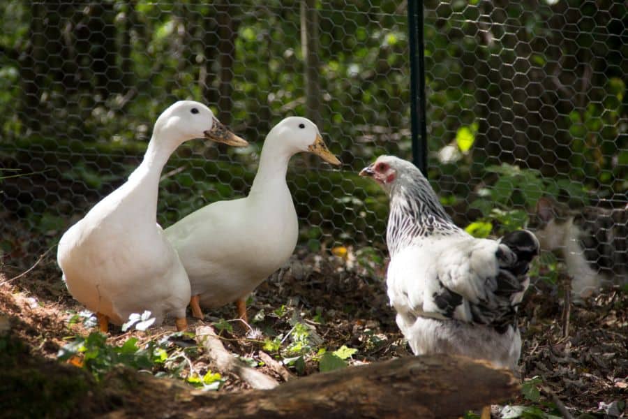 Raising Ducks and Chickens Together