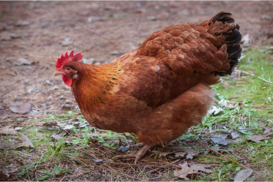 Rhode Island Red