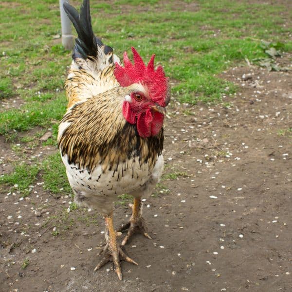 Signs a Rooster is About to Attack You