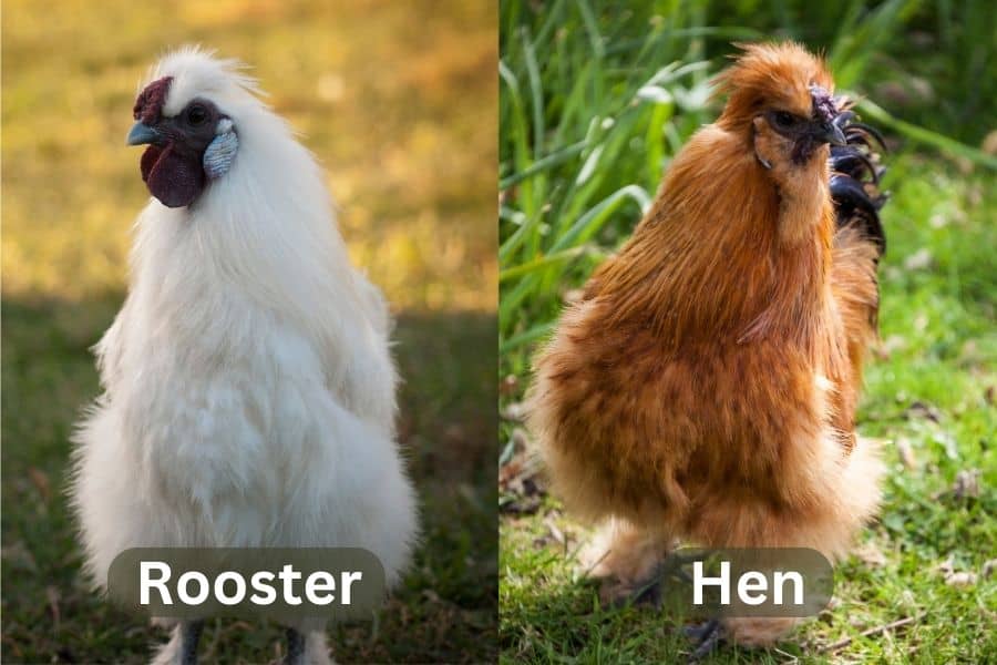 Silkie Rooster vs Hen