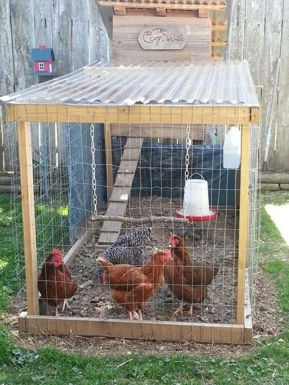 Simple Design Chicken Run