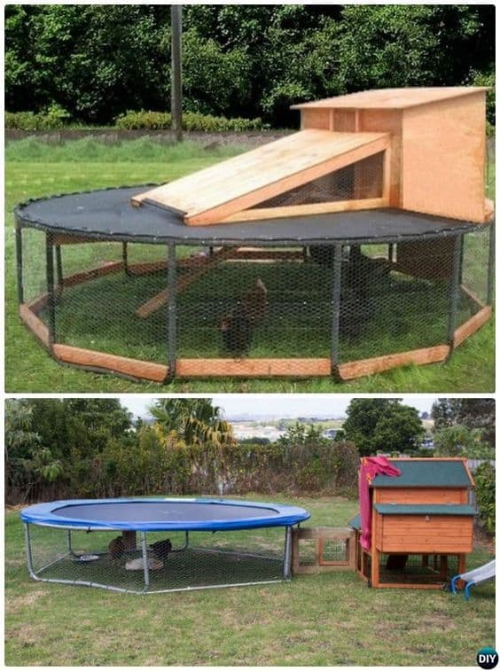 Trampoline Chicken Run