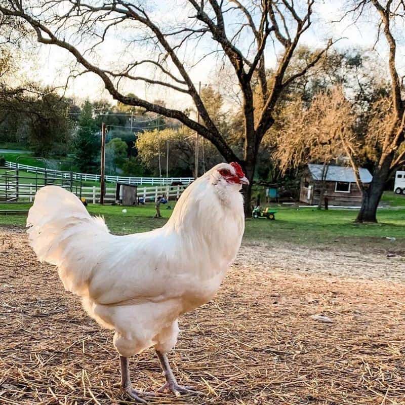 White Ameraucana