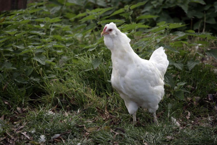 White Araucana