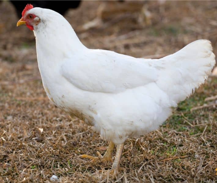 White chicken