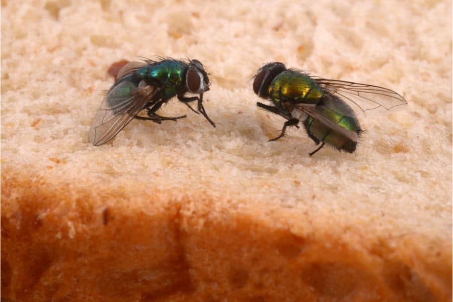 Why Are Flies Attracted To Chicken Coop