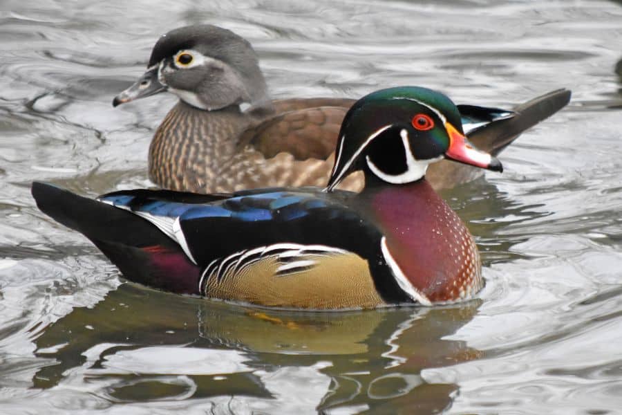 Wood Ducks