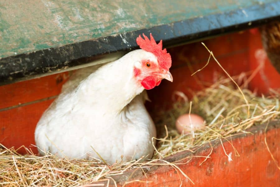 chicken laying soft eggs