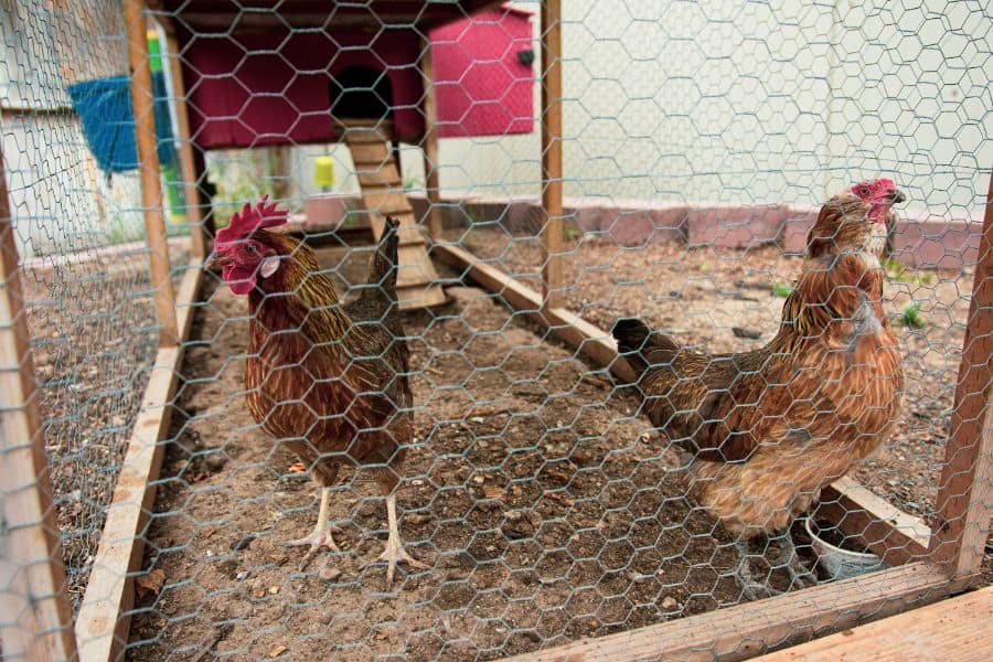 chicken run ideas