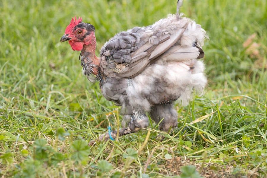 chickens losing feathers