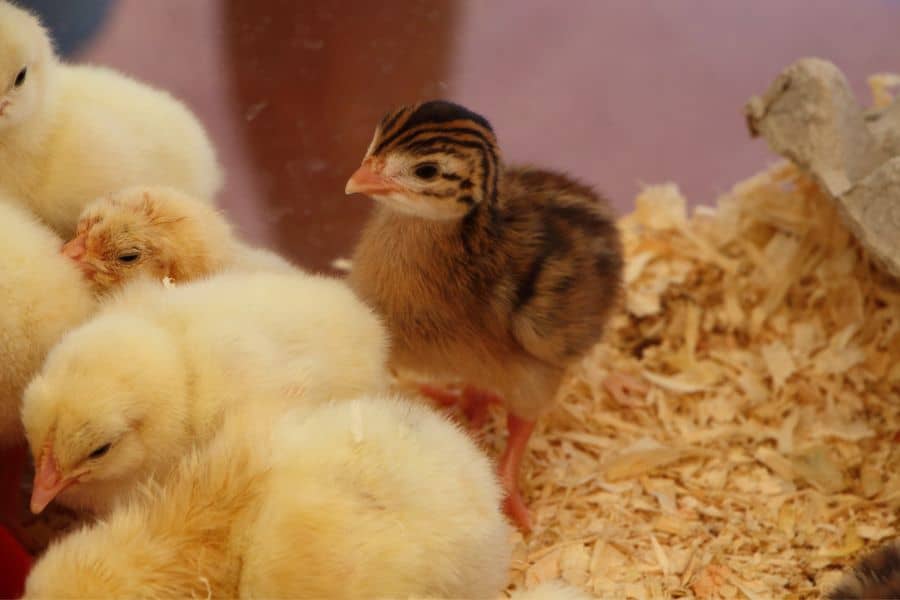 diy chick brooder