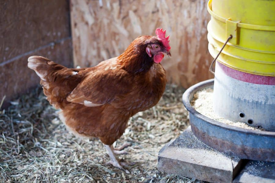 diy chicken feeder