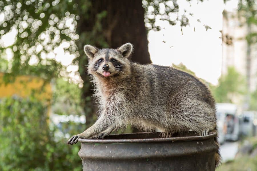 do raccoons eat chickens