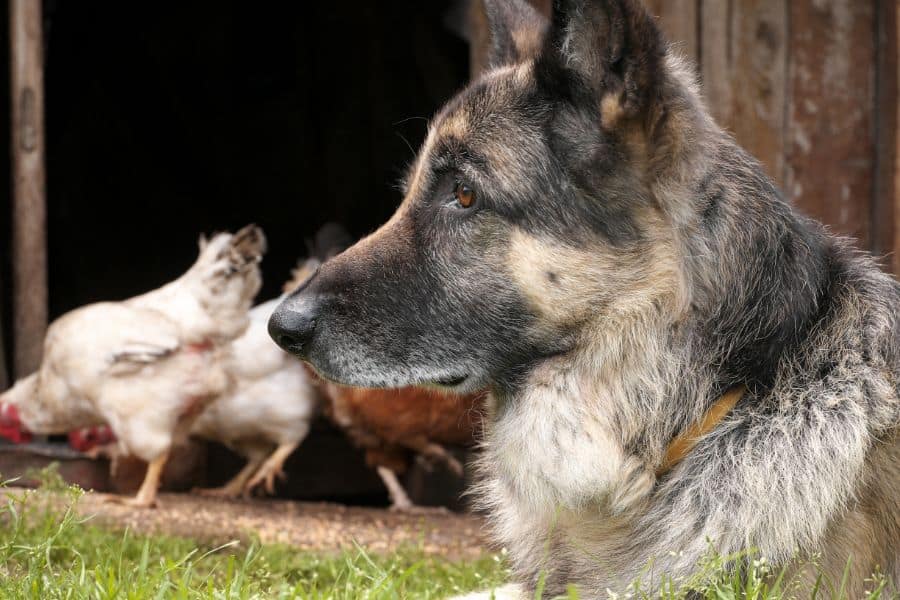 dog guarding chicken