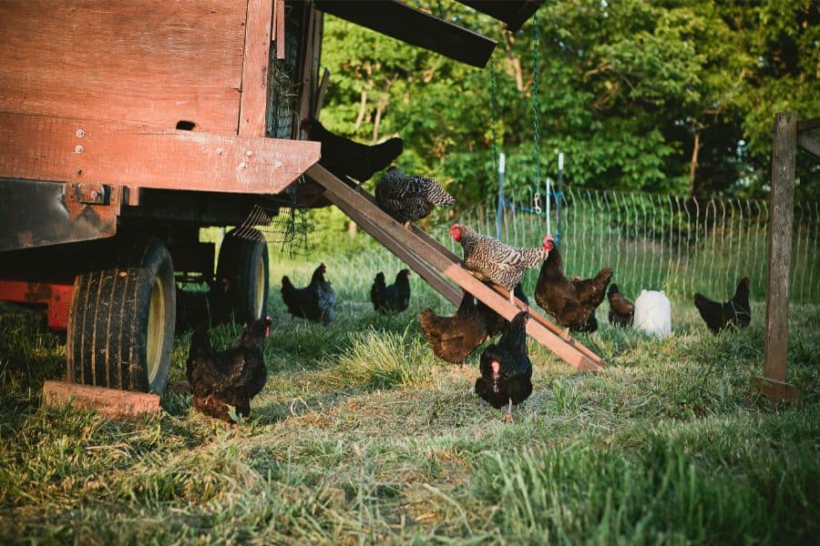 how much room do chickens need