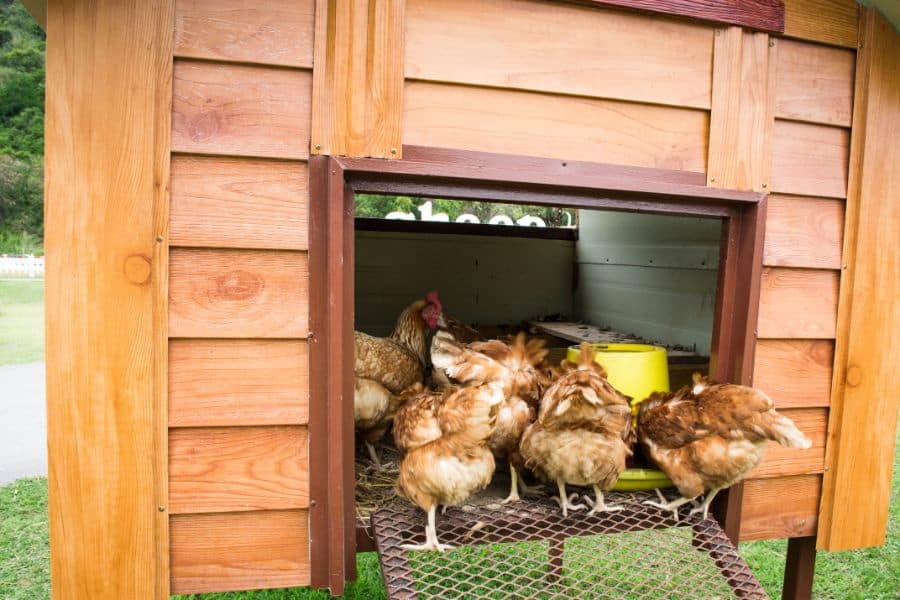 how to keep flies away from chicken coop