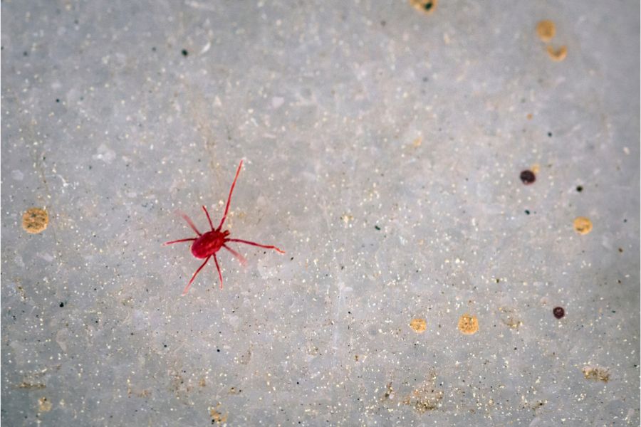 red mites