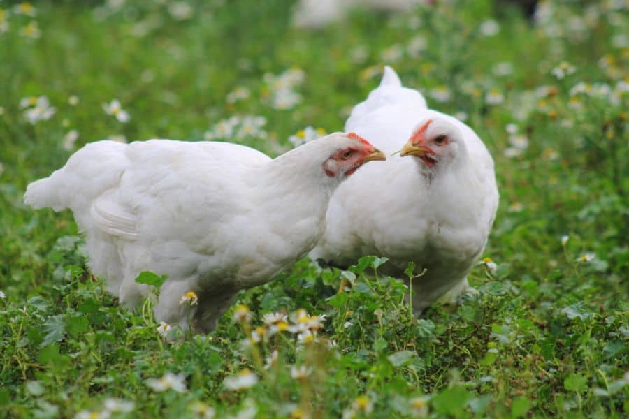 white chicken breeds